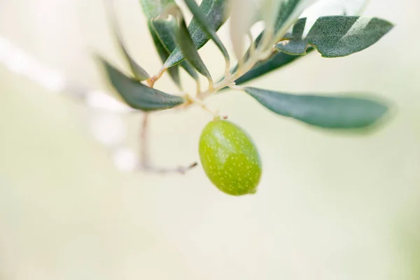 Zeytin ağacı — Stok fotoğraf