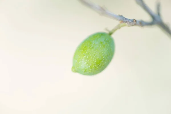 Zeytin ağacı — Stok fotoğraf