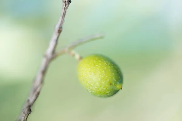 Oliven im Baum — Stockfoto