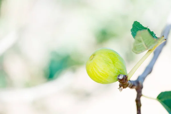 Fichi nell'albero — Foto Stock