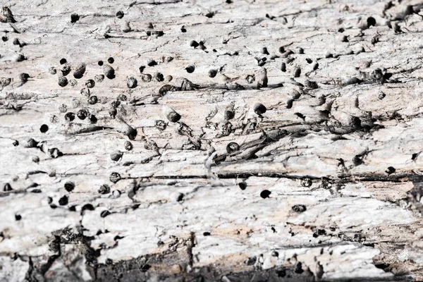 Detail wood with termites — Stock Photo, Image