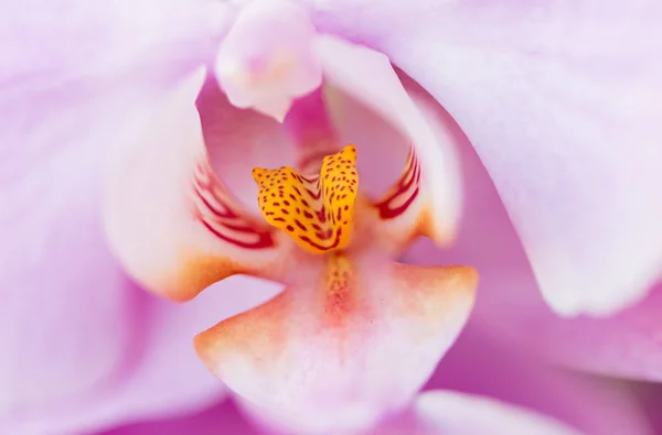 Detalhes phalaenopsis planta — Fotografia de Stock
