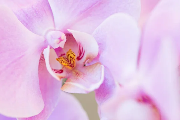 Details Phalaenopsis-Pflanze — Stockfoto