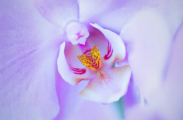 Details phalaenopsis plant — Stock Photo, Image