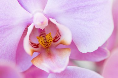 Ayrıntılar phalaenopsis bitki