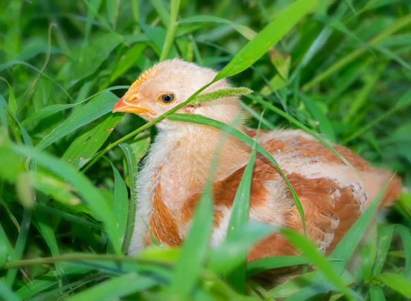 Dettaglio pollo giovane — Foto Stock