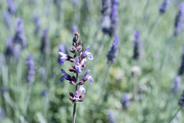 Detail květu Lavandula — Stock fotografie