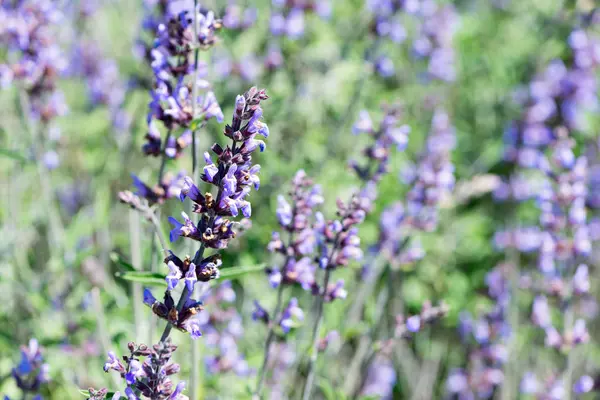 Detail květu Lavandula — Stock fotografie