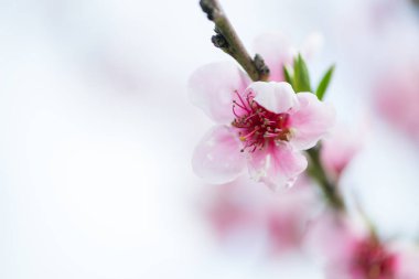 Nektarin çiçek detay