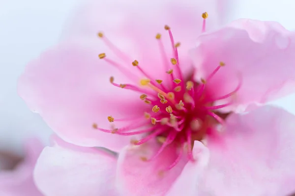 Nektarin blomma detalj — Stockfoto