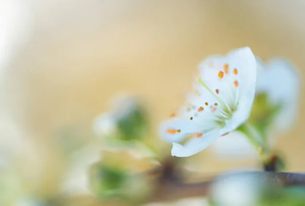 Detalhe da flor de ameixa — Fotografia de Stock