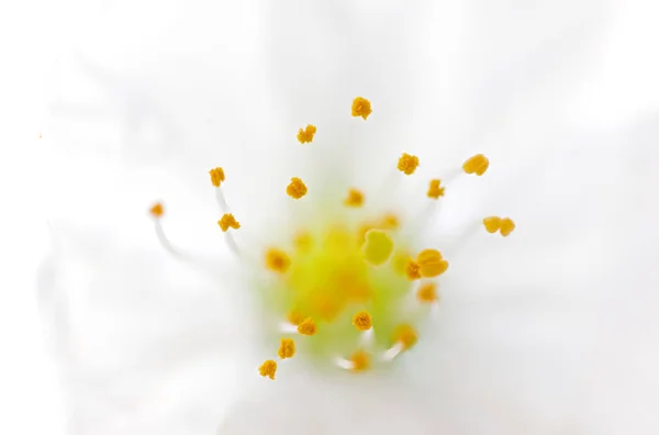 Cerezas en el árbol — Foto de Stock