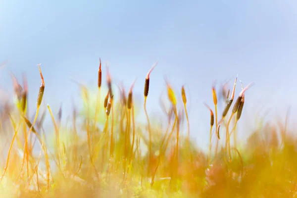 Detaljvy av Sporangium — Stockfoto