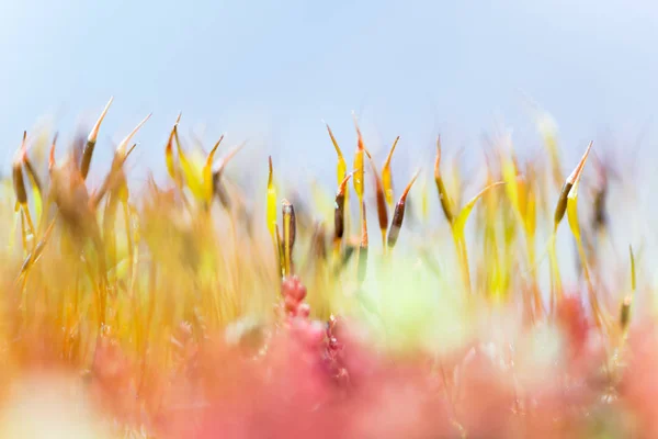 Sporangium ayrıntı görünümü — Stok fotoğraf