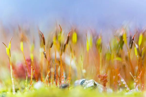 Sporangium ayrıntı görünümü — Stok fotoğraf