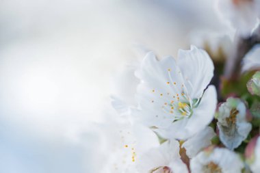 kiraz çiçeği detay