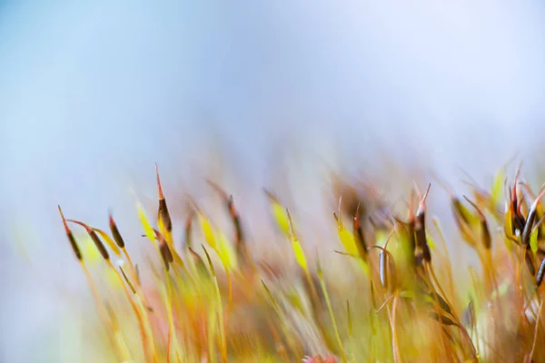 Sporangium ayrıntı görünümü — Stok fotoğraf