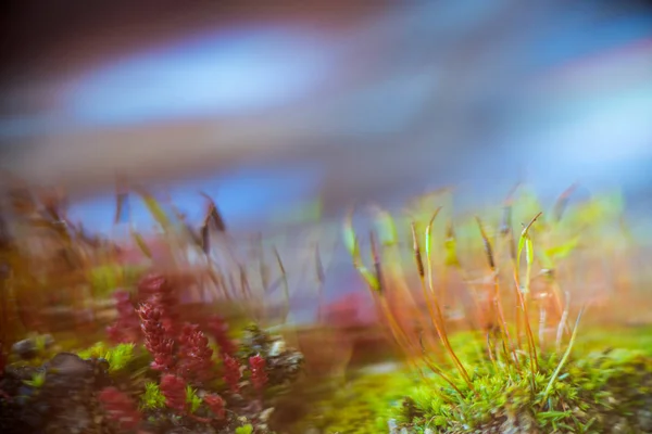 Vista detallada de Sporangium — Foto de Stock