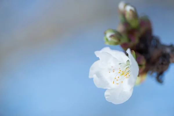 Detalhe flor de cereja — Fotografia de Stock