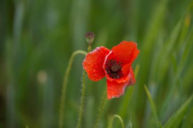 İlkbahar, tarladaki gelinciklerin detayları.