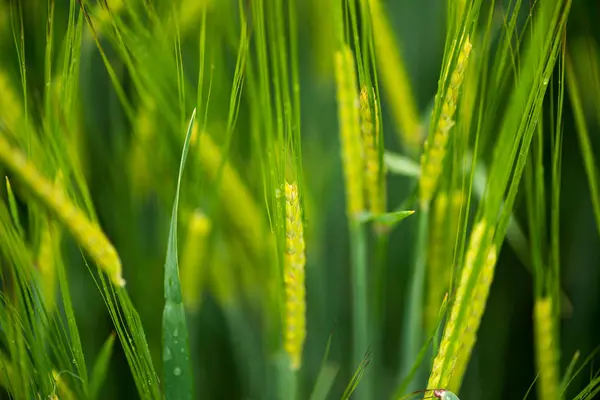 Detalhe Floração Campo Cereais — Fotografia de Stock