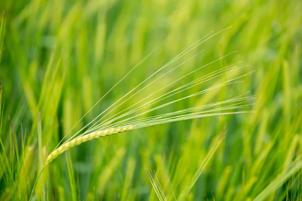 Detail Flowering Cereal Field — Stock Photo, Image