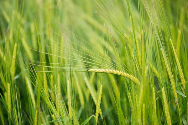 Detalhe Floração Campo Cereais — Fotografia de Stock