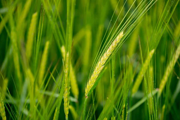 Detalle Floración Campo Cereales — Foto de Stock