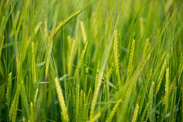 Detail Van Ontplooiing Van Een Veld Van Granen — Stockfoto