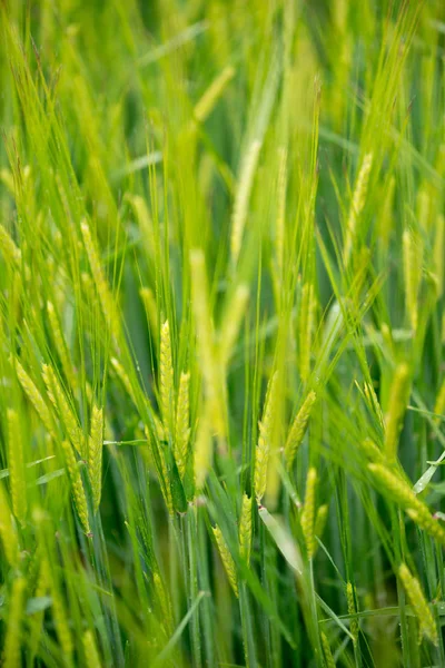 Detalhe Floração Campo Cereais — Fotografia de Stock