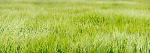 Detalle Floración Campo Cereales — Foto de Stock