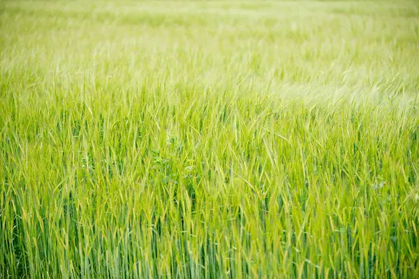 Detalle Floración Campo Cereales — Foto de Stock