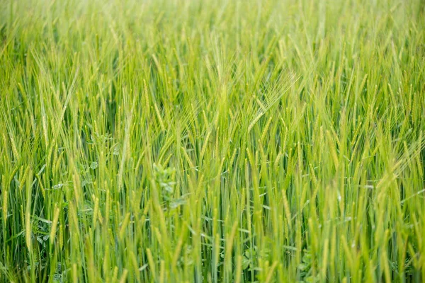 Detail Van Ontplooiing Van Een Veld Van Granen — Stockfoto