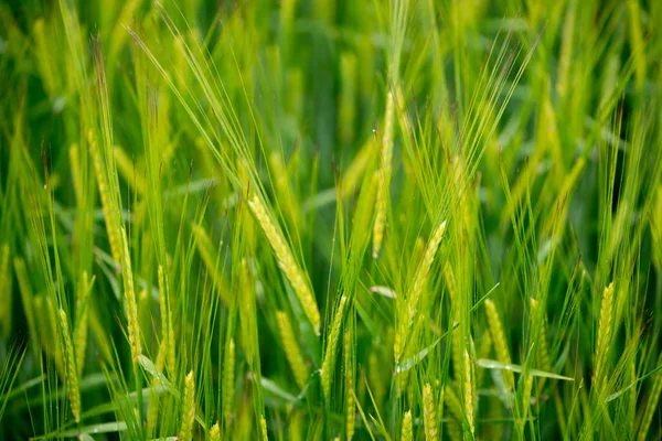 Detail Der Blüte Eines Getreidefeldes — Stockfoto