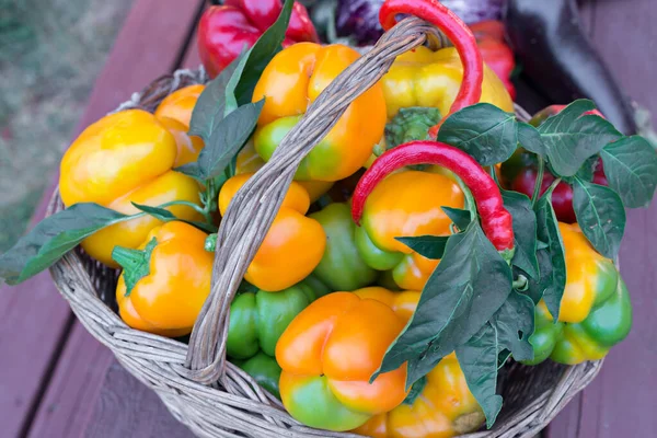 Growing in an organic garden — Stock Photo, Image