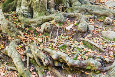 Sonbaharda bir kayın ormanının detayları