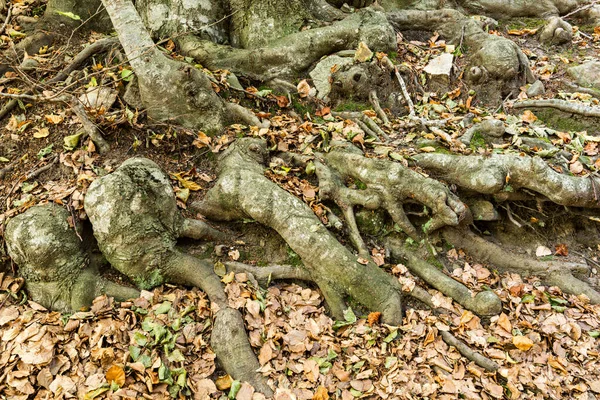 Details eines Buchenwaldes im Herbst — Stockfoto