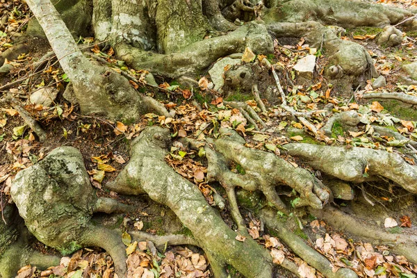 Detalles de un bosque de hayas en otoño —  Fotos de Stock