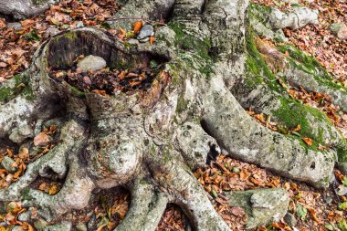 Sonbaharda bir kayın ormanının detayları