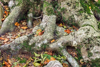 Sonbaharda bir kayın ormanının detayları
