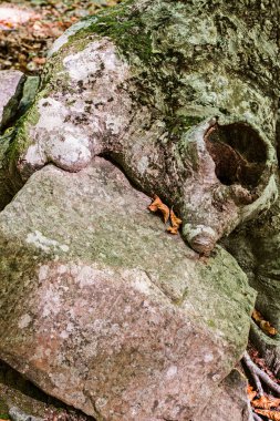 Sonbaharda bir kayın ormanının detayları