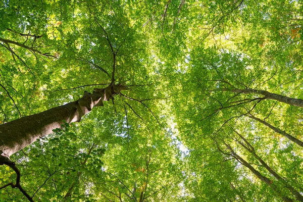 Detalles de un bosque de hayas en otoño — Foto de Stock