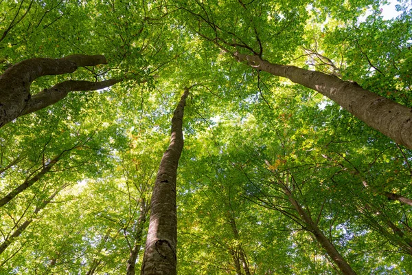 Detalles de un bosque de hayas en otoño — Foto de Stock