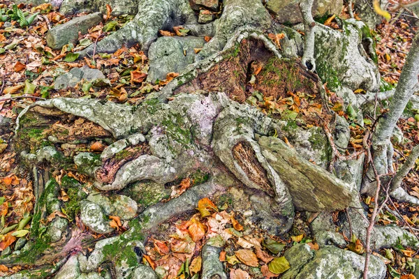 Podrobnosti o bukovém lese na podzim — Stock fotografie