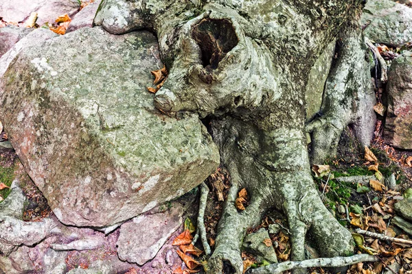 Detaljer om bokskog på hösten — Stockfoto
