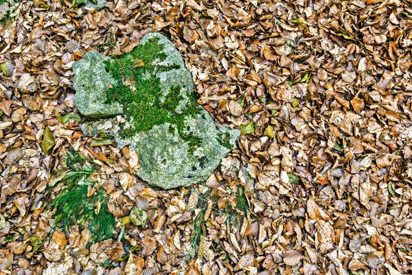 Detalles de un bosque de hayas en otoño — Foto de Stock