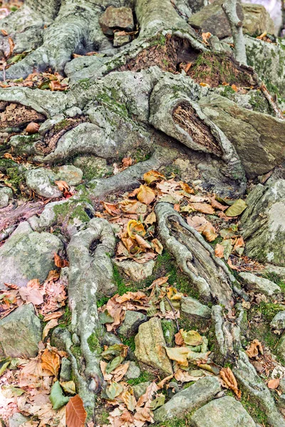 Sonbaharda bir kayın ormanının detayları — Stok fotoğraf