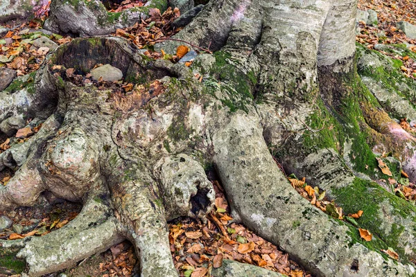 Detalles de un bosque de hayas en otoño —  Fotos de Stock