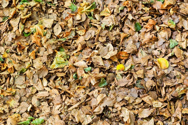 Details van een beukenbos in de herfst — Stockfoto