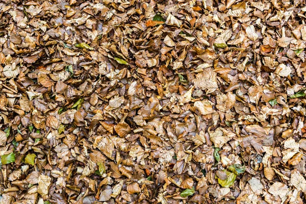 Details van een beukenbos in de herfst — Stockfoto